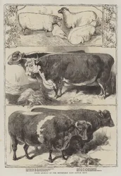 Prijsdieren van de Smithfield Club Cattle Show